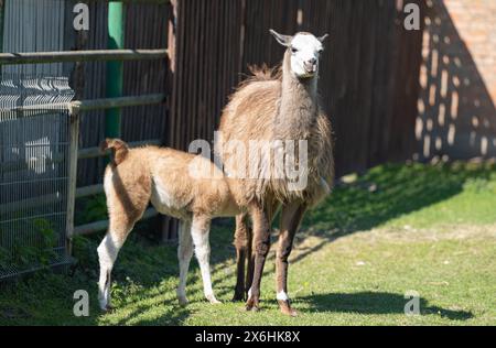 un piccolo lama nel parco Foto Stock