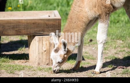 un piccolo lama nel parco Foto Stock