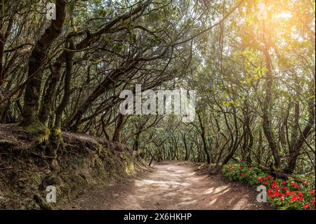 Esplora il sereno Sendero de los Sentidos a Tenerife, circondato da foreste lussureggianti, rami contorti e vivaci fiori selvatici. Perfetto per l'amore della natura Foto Stock