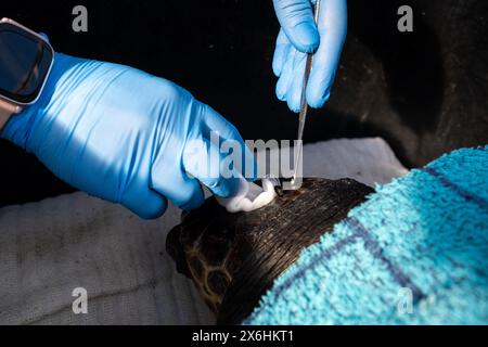 Processo di cura per una tartaruga ferita presso il centro di salvataggio delle tartarughe marine di Archelon a Glyphada, alla periferia di Atene, la capitale della Grecia, sul lago di Coas Foto Stock