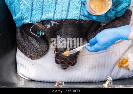 Processo di cura per una tartaruga ferita presso il centro di salvataggio delle tartarughe marine di Archelon a Glyphada, alla periferia di Atene, la capitale della Grecia, sul lago di Coas Foto Stock