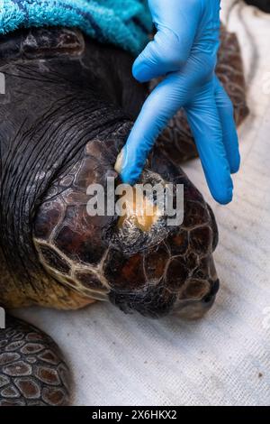 Processo di cura per una tartaruga ferita presso il centro di salvataggio delle tartarughe marine di Archelon a Glyphada, alla periferia di Atene, la capitale della Grecia, sul lago di Coas Foto Stock