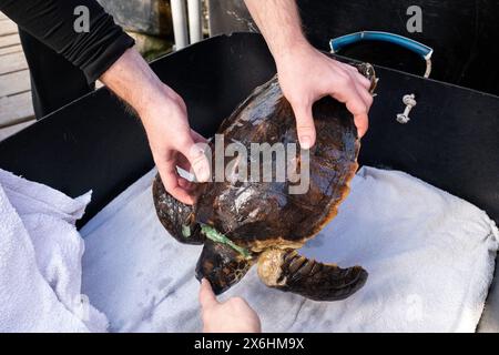 Processo di cura per una tartaruga ferita presso il centro di salvataggio delle tartarughe marine di Archelon a Glyphada, alla periferia di Atene, la capitale della Grecia, sul lago di Coas Foto Stock