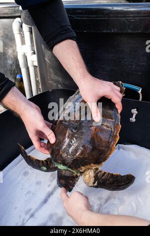 Processo di cura per una tartaruga ferita presso il centro di salvataggio delle tartarughe marine di Archelon a Glyphada, alla periferia di Atene, la capitale della Grecia, sul lago di Coas Foto Stock