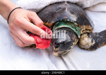 Processo di cura per una tartaruga ferita presso il centro di salvataggio delle tartarughe marine di Archelon a Glyphada, alla periferia di Atene, la capitale della Grecia, sul lago di Coas Foto Stock