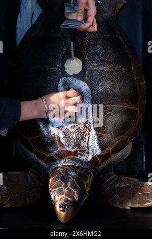 Processo di cura per una tartaruga ferita presso il centro di salvataggio delle tartarughe marine di Archelon a Glyphada, alla periferia di Atene, la capitale della Grecia, sul lago di Coas Foto Stock