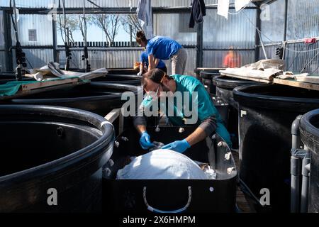 Processo di cura per una tartaruga ferita presso il centro di salvataggio delle tartarughe marine di Archelon a Glyphada, alla periferia di Atene, la capitale della Grecia, sul lago di Coas Foto Stock