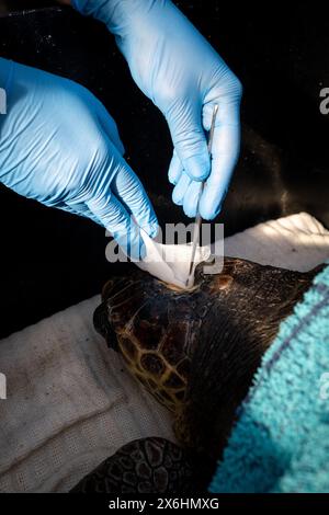 Processo di cura per una tartaruga ferita presso il centro di salvataggio delle tartarughe marine di Archelon a Glyphada, alla periferia di Atene, la capitale della Grecia, sul lago di Coas Foto Stock