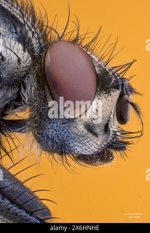 Testa della mosca comune (Sarcophaga carnaria). Hidra, Norvegia sud-occidentale a maggio. Foto Stock