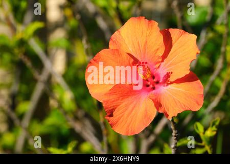 Un primo piano di un fiore di ibisco rosa e arancione dai colori vivaci al sole. Foto Stock