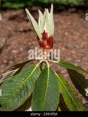 Giovani foglie di Rhododendron sinogrande nella famiglia Ericaceae coltivazione in giardino. Foto Stock