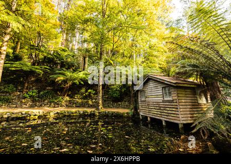 Alfred Nicholas Memorial Gardens in una calda e soleggiata giornata autunnale nella regione dei Dandenong di Sassafras, Victoria, Australia Foto Stock