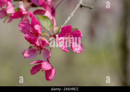 La mela di granchio rosa scuro fiorisce isolata su uno sfondo verde desaturato, messa a fuoco selettiva Foto Stock