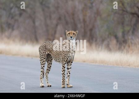 Cheetah (Acinonyx jubatus), adulto, in piedi sulla strada asfaltata, allerta, al mattino presto, Kruger National Park, Sudafrica, Africa Foto Stock