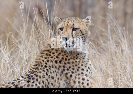 Ghepardo (Acinonyx jubatus), adulto, seduto nell'erba alta e secca, allerta, mattina presto, ritratto di animali, Parco nazionale Kruger, Sudafrica, Foto Stock