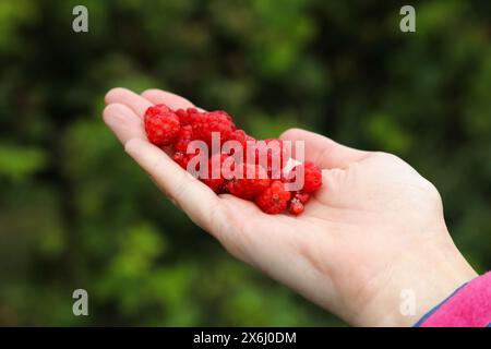 Frutti di bosco estivi in Norvegia. Manciata di lamponi rossi selvatici. Foto Stock