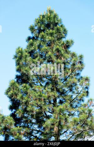 Pinus ponderosa Pine Tree Foto Stock