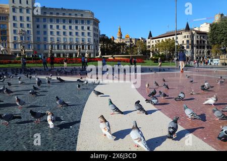 Piccioni di piazza Placa Catalunya nella città di Barcellona, Spagna. Concentrati sui piccioni anteriori. Foto Stock