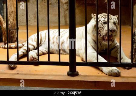 Tigre del Bengala bianco Panthera tigri in cattività in gabbia dietro le sbarre nello zoo di Sofia, Sofia Bulgaria, Europa orientale, Balcani, UE Foto Stock