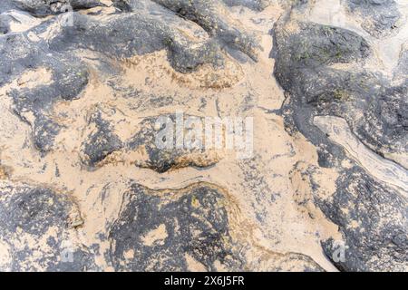 Foresta pietrificata europea preistorica del Mare del Nord di Doggerland, a Redcar, North Yorkshire, Regno Unito, sommersa a causa dei cambiamenti climatici dell'era mesolitica Foto Stock