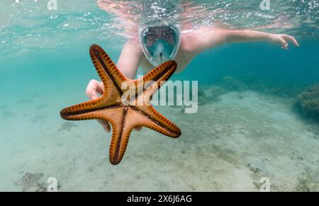 Gli amanti dello snorkeling raggiungono le stelle marine nelle acque tropicali cristalline Foto Stock