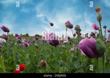 Fiori di papavero viola in un campo (Papaver somniferum). Messa a fuoco selettiva. Foto Stock