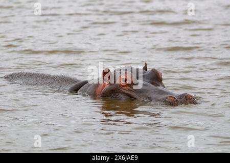 Hippopotamus (Hippopotamus amphibius), adulto in acqua, primo piano della testa, Sunset Dam, Kruger National Park, Sudafrica, Africa Foto Stock