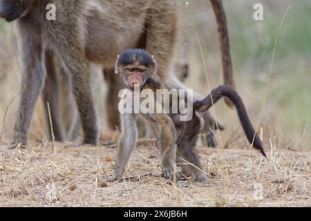 Babbuino Chacma (Papio ursinus), giovane scimmia in piedi su tutte le quattro, guardando la macchina fotografica, contatto visivo, Parco Nazionale Kruger, Sudafrica, Africa Foto Stock