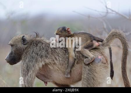 Babbuini Chacma (Papio ursinus), giovane scimmia aggrappata alle spalle della sua madre camminante, Parco Nazionale Kruger, Sudafrica, Africa Foto Stock