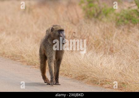 Babbuino Chacma (Papio ursinus), uomo adulto che cammina sul lato della strada asfaltata, Parco Nazionale Kruger, Sudafrica, Africa Foto Stock