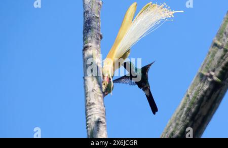 Colibrì dalla testa blu, Blaukopfkolibri o Zweifarbenkolibri (Riccordia bicolor; Cyanophaia bicolor) a Cuba, America. Foto Stock