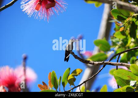 Colibrì dalla testa blu, Blaukopfkolibri o Zweifarbenkolibri (Riccordia bicolor; Cyanophaia bicolor) a Cuba, America. Foto Stock