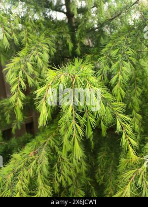 Ramoscelli con nuovi aghi giovani di cedro dell'Himalaya (cedrus deodara). Foto Stock