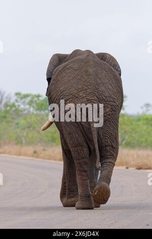 Elefante africano (Loxodonta africana), uomo adulto che cammina sulla strada asfaltata, vista posteriore, Parco nazionale Kruger, Sudafrica, Africa Foto Stock