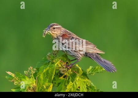 Una femmina di uccelli neri alati rossi al Discovery Nature Sanctuary di Winkler, Manitoba, Canada. Foto Stock