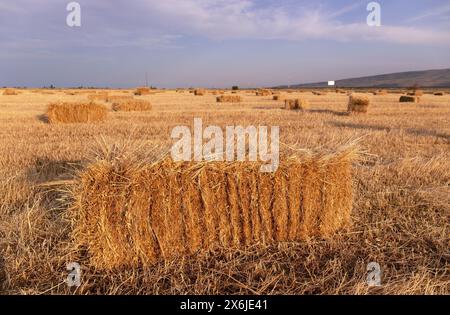 Ci sono molte balle quadrate di fieno sul campo. Foto Stock