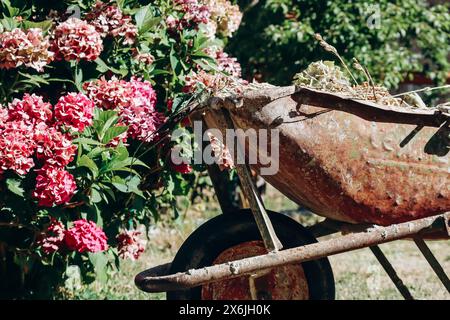 Un vecchio carro nel giardino accanto a un cespuglio di ortensie rosa Foto Stock