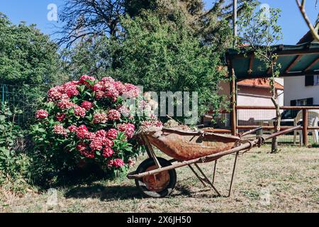 Un vecchio carro nel giardino accanto a un cespuglio di ortensie rosa Foto Stock