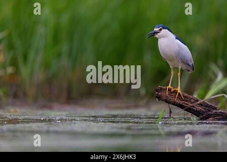 Nachtreiher, Black-Crown Night Heron, Night Heron, Black-Crown Night-Heron, (Nycticorax nycticorax), Bihoreau gris, HÈron bihoreau, Martinete Com˙ Foto Stock