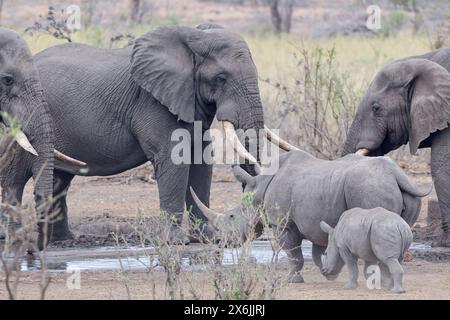 Elefanti del Bush africano (Loxodonta africana), maschi adulti che bevono al pozzo d'acqua, mentre rinoceronti bianchi meridionali (Ceratotherium simum simum), per adulti Foto Stock
