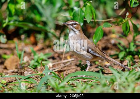 Natalheckensänger, Brown Scrub Robin, Brown Scrub-Robin, Brown Scrub-robin (Cercotrichas signata), Erythropygia signata, Tychaedon signata, Agrobate Foto Stock