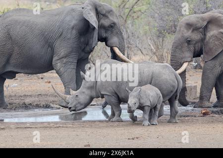 Elefanti africani (Loxodonta africana) e rinoceronti bianchi meridionali (Ceratotherium simum simum), tori elefanti e rinoceronti femminili adulte, drinki Foto Stock