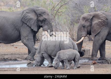 Elefanti africani (Loxodonta africana) e rinoceronti bianchi meridionali (Ceratotherium simum simum), tori elefanti e rinoceronti femminili adulte, drinki Foto Stock