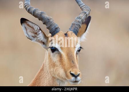 Impala comune (Aepyceros melampus), maschio adulto, primo piano della testa, orecchie e corna, ritratto di animali, Parco nazionale Kruger, Sudafrica, Africa Foto Stock