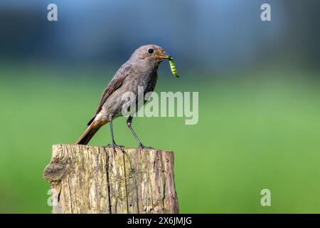 Rosso nero (Phoenicurus ochruros gibraltariensis) femmina / maschio del primo anno civile arroccato su un palo di recinzione in legno con bruco in becco in sprin Foto Stock