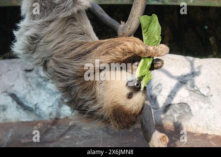 Corpus Christi, Texas/USA - 2 novembre 2017: Foglie di lattuga che si mangiano a brugola sdraiate dalla filiale del Texas State Aquarium. Foto Stock