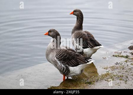 Oche di cinghiale (Anser anser), lago di montagna in Lombardia, Italia Foto Stock