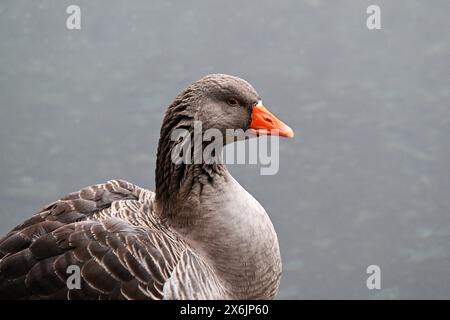 Alce grigia (Anser anser) da vicino, lago di montagna in Lombardia, Italia Foto Stock