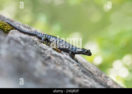 Salamandra alpina (Salamandra atra), in piedi su pietra, Hohenschwangau, Allgaeu, Baviera Foto Stock