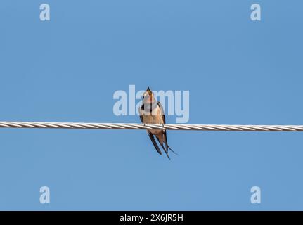 Chiamata Barn Swallow (Hirundo rustica) appollaiata su un cavo a Turkiye Foto Stock